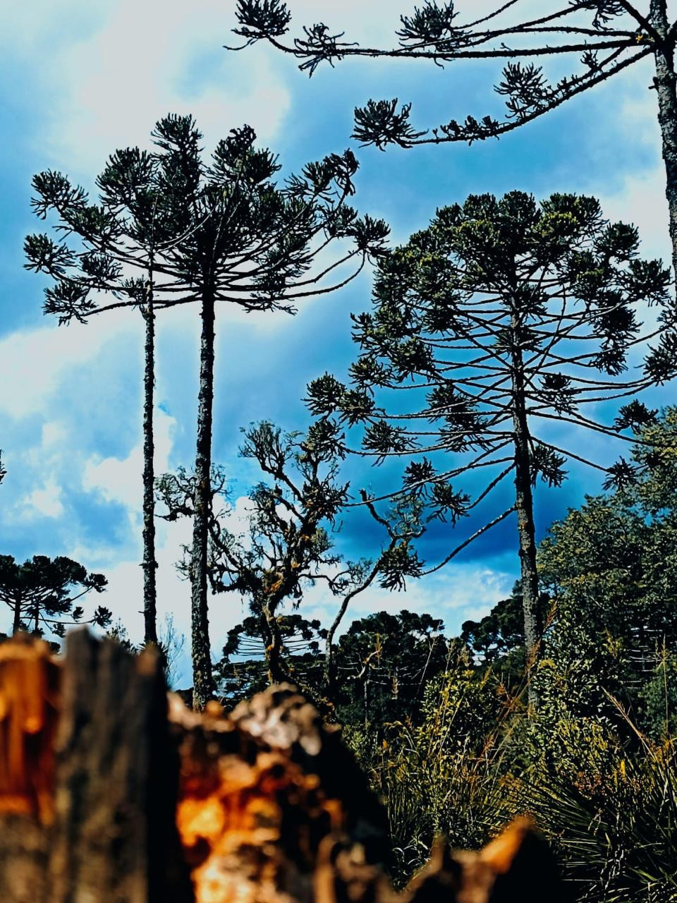Árvores de troncos altos e copas ramificadas diante de céu azul com nuvens; um tronco quebrado aparece desfocado em primeiro plano.