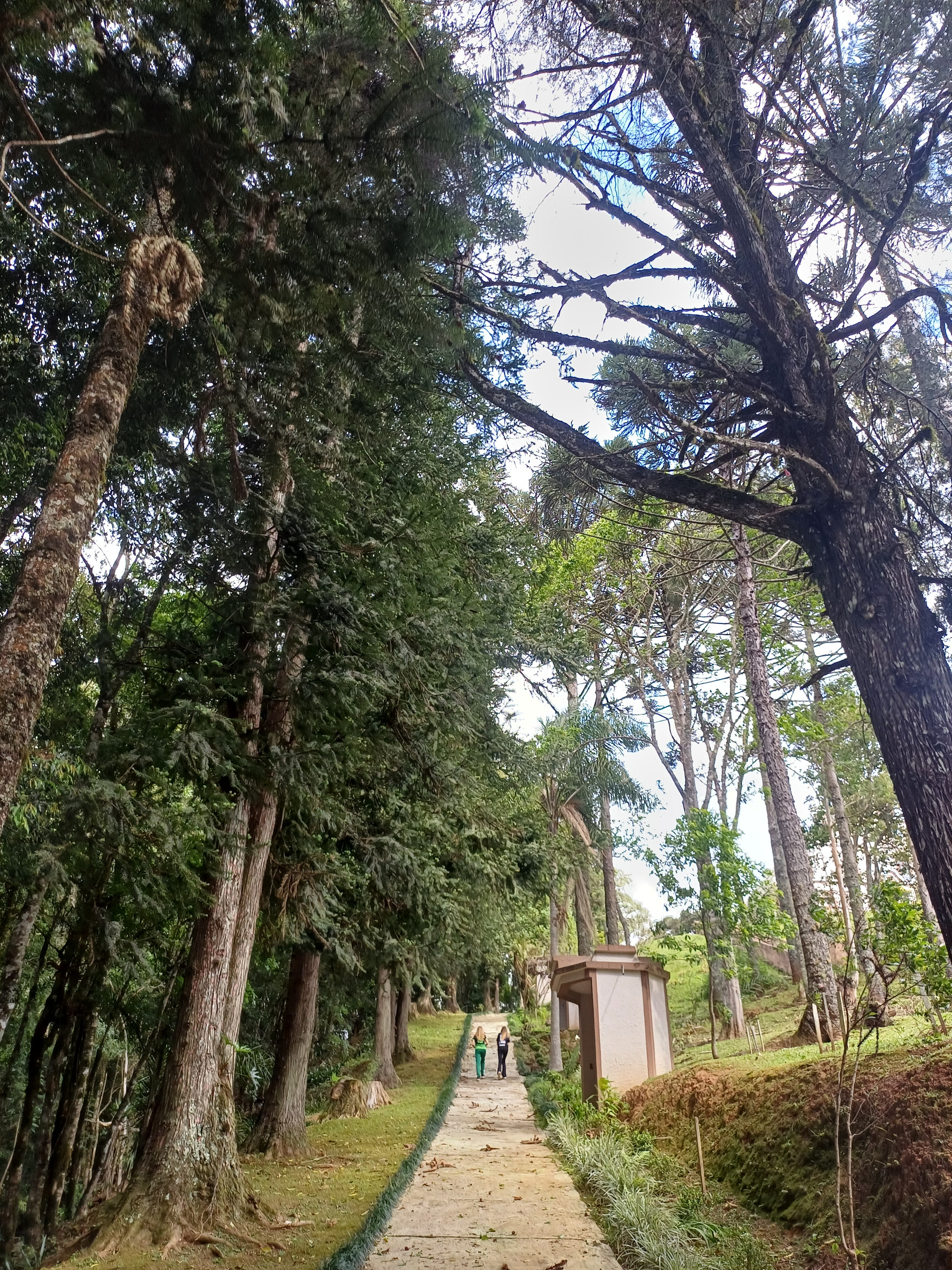 Caminho ladeado por árvores altas, cujos ramos formam uma cobertura sobre a passagem.